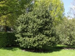 Stechpalme 'Blue Prince' ® -Angebote Wurzel Zeit Store stechpalme blue prince m002456 w 1