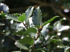 Stechpalme 'Blue Prince' ® -Angebote Wurzel Zeit Store stechpalme blue prince m002456 w 2