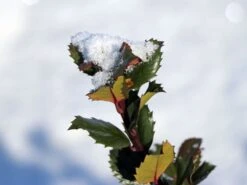 Stechpalme 'Blue Prince' ® -Angebote Wurzel Zeit Store stechpalme blue prince m002456 w 4