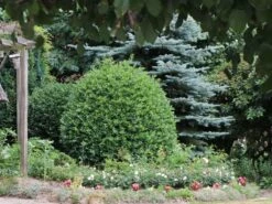 Stechpalme 'Blue Prince' ® -Angebote Wurzel Zeit Store stechpalme blue prince m002456 w 6