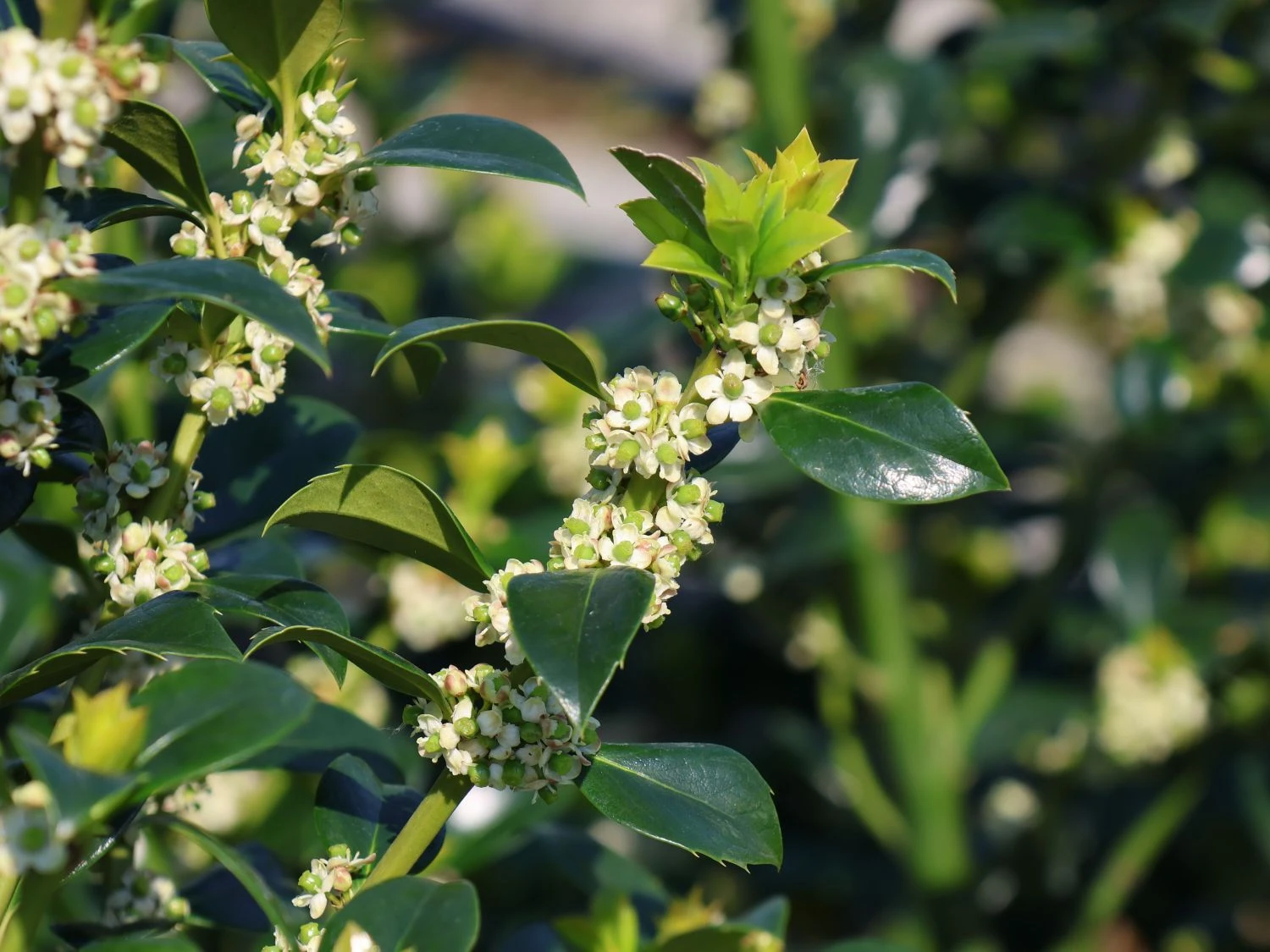 Stechpalme 'Heckenfee' 3 Stechpalme 'Heckenfee' – Bild 3