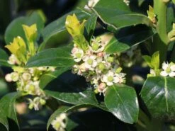 Stechpalme 'Heckenfee' 19 Stechpalme 'Heckenfee' -Angebote Wurzel Zeit Store stechpalme heckenfee m006392 w 1