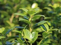 Stechpalme 'Heckenfee' 15 Stechpalme 'Heckenfee' -Angebote Wurzel Zeit Store stechpalme heckenfee s m006392 w 0