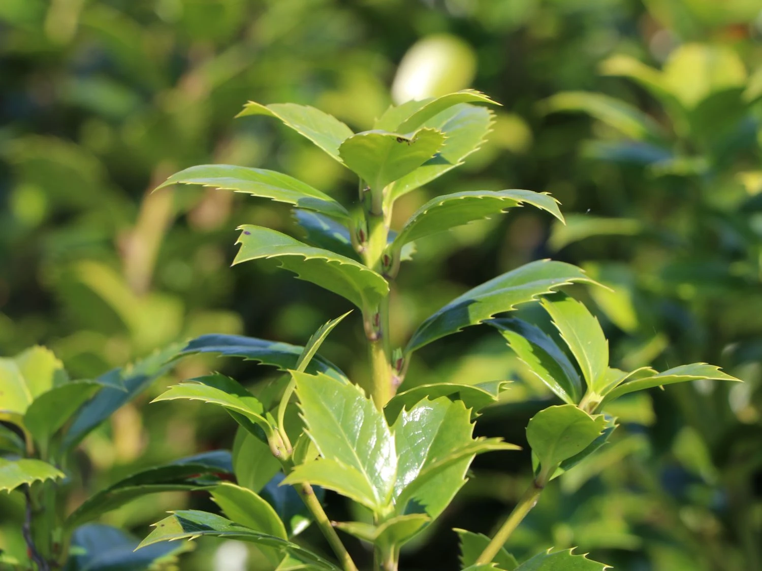 Stechpalme 'Heckenfee' 5 Stechpalme 'Heckenfee' – Bild 5