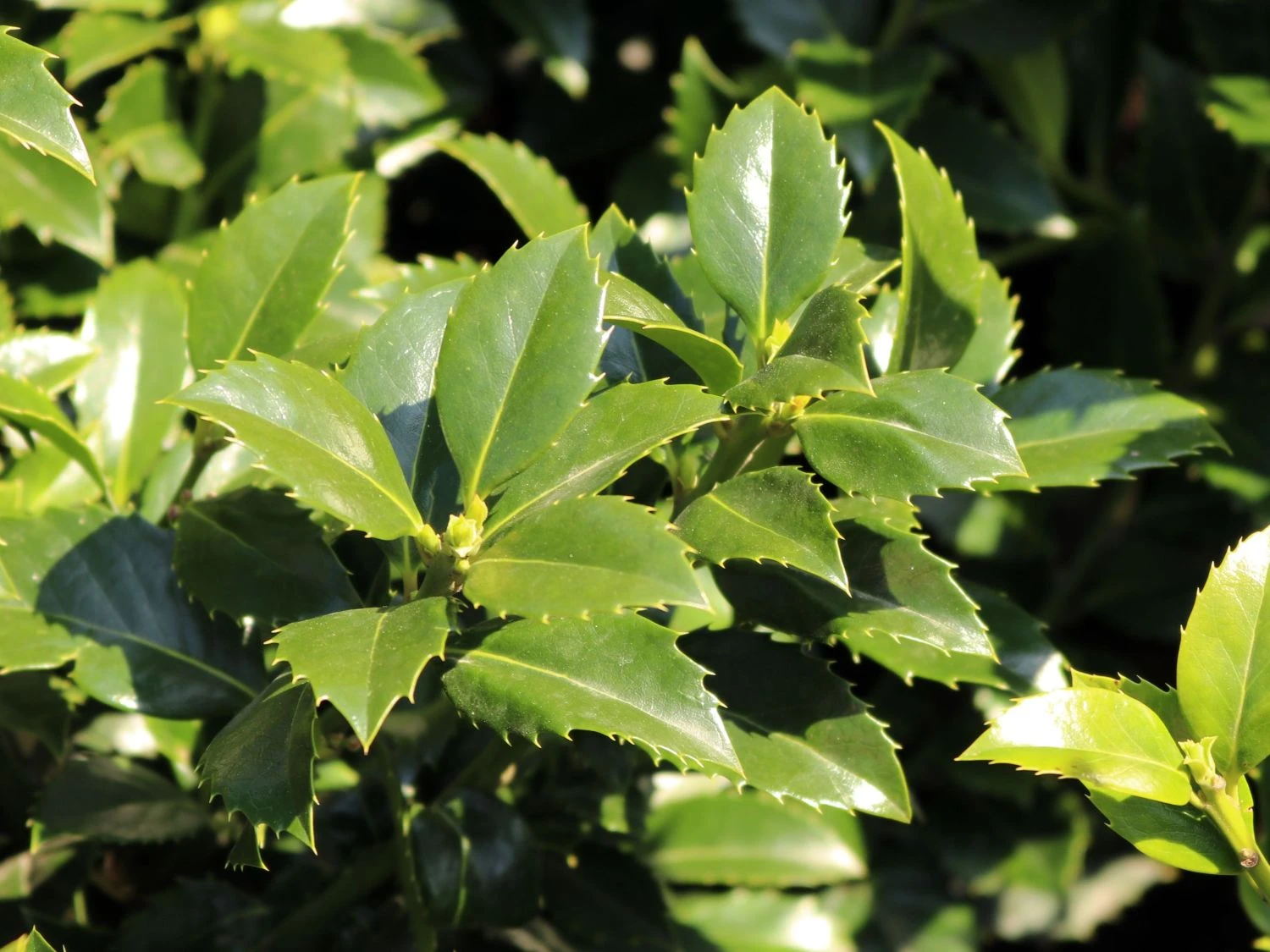 Stechpalme 'Heckenfee' 4 Stechpalme 'Heckenfee' – Bild 4