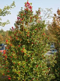 Stechpalme 'Heckenfee' 21 Stechpalme 'Heckenfee' -Angebote Wurzel Zeit Store stechpalme heckenfee s m006392 w 5