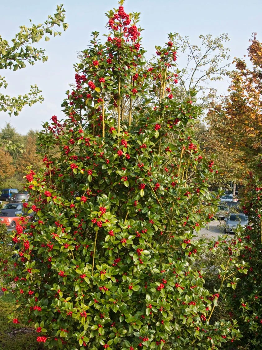 Stechpalme 'Heckenfee' 11 Stechpalme 'Heckenfee' – Bild 11