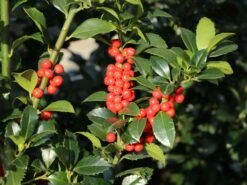 Stechpalme 'Heckenfee' 18 Stechpalme 'Heckenfee' -Angebote Wurzel Zeit Store stechpalme heckenfee s m006392 w 7