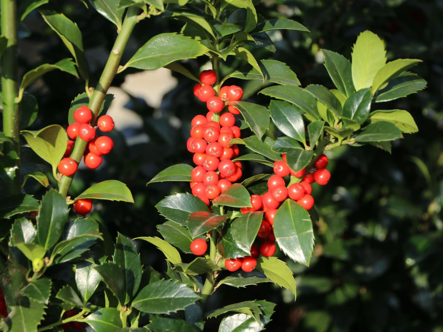 Stechpalme 'Heckenfee' 8 Stechpalme 'Heckenfee' – Bild 8