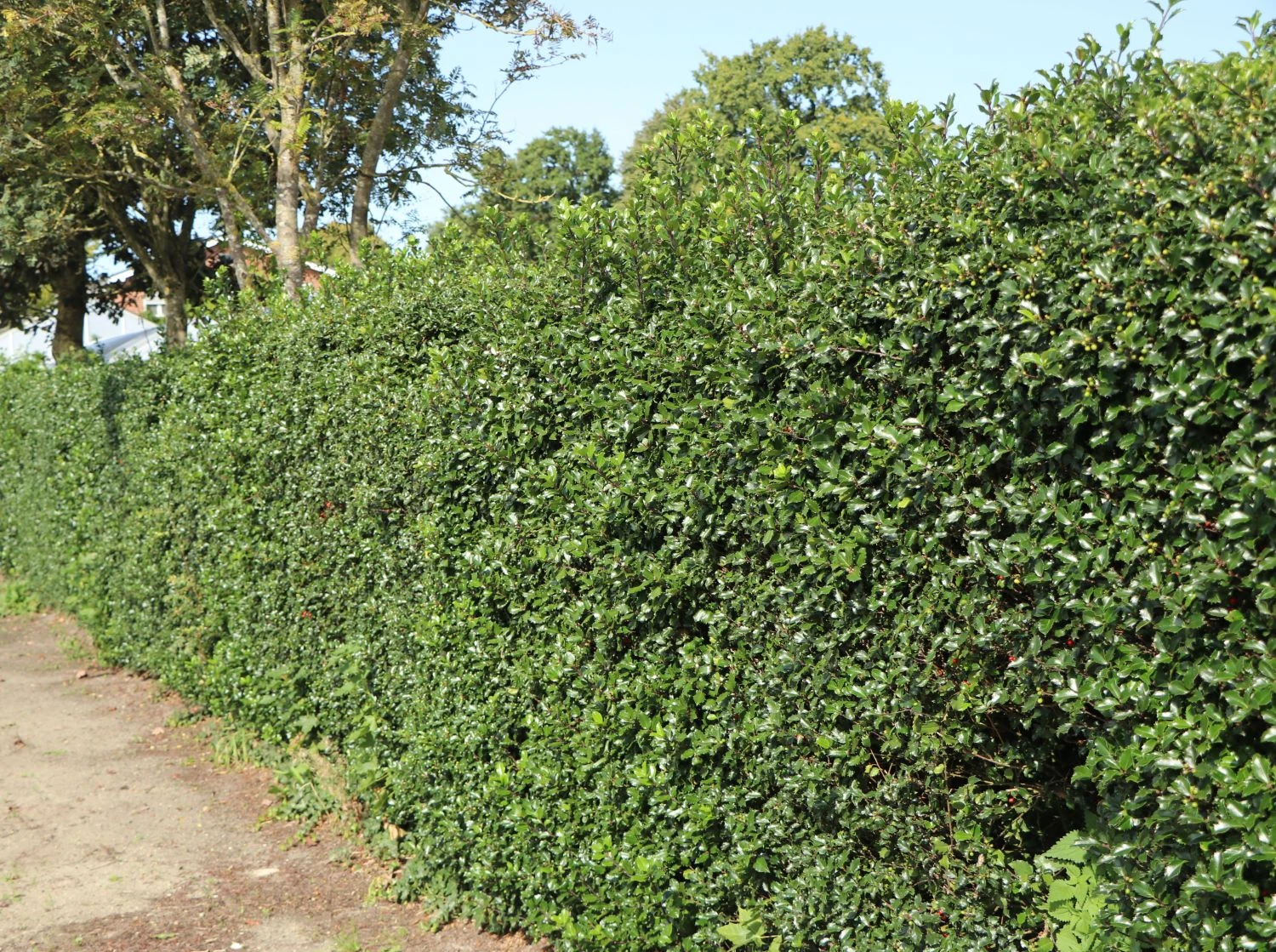 Stechpalme 'Heckenfee' 2 Stechpalme 'Heckenfee' – Bild 2