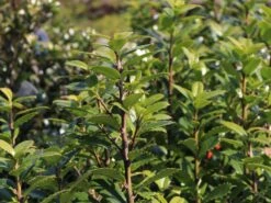 Stechpalme 'Heckenpracht' (S) -Angebote Wurzel Zeit Store stechpalme heckenpracht s m006390 w 0