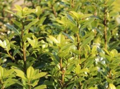 Stechpalme 'Heckenpracht' (S) -Angebote Wurzel Zeit Store stechpalme heckenpracht s m006390 w 1