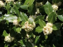 Stechpalme 'Heckenpracht' (S) -Angebote Wurzel Zeit Store stechpalme heckenpracht s m006390 w 2