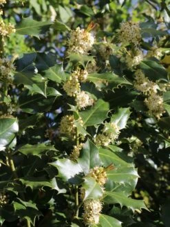 Stechpalme 'Heckenpracht' (S) -Angebote Wurzel Zeit Store stechpalme heckenpracht s m006390 w 3