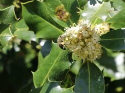 Stechpalme 'Heckenpracht' (S) -Angebote Wurzel Zeit Store stechpalme heckenpracht s m006390 w 4