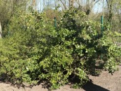 Stechpalme 'Heckenpracht' (S) -Angebote Wurzel Zeit Store stechpalme heckenpracht s m006390 w 5