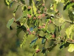 Stechpalme 'Heckenpracht' (S) -Angebote Wurzel Zeit Store stechpalme heckenpracht s m006390 w 6