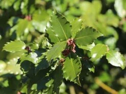 Stechpalme 'Heckenpracht' (S) -Angebote Wurzel Zeit Store stechpalme heckenpracht s m006390 w 7