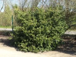 Angebote Wurzel Zeit Store -Angebote Wurzel Zeit Store stechpalme heckenpracht s m006390 w 8