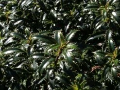 Stechpalme 'Heckenzwerg' ® -Angebote Wurzel Zeit Store stechpalme heckenzwerg m052654 w 1