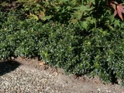 Stechpalme 'Heckenzwerg' ® -Angebote Wurzel Zeit Store stechpalme heckenzwerg m052654 w 2