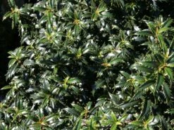 Stechpalme 'Heckenzwerg' ® -Angebote Wurzel Zeit Store stechpalme heckenzwerg m052654 w 3