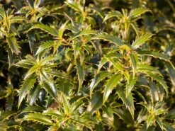 Stechpalme 'Heckenzwerg' ® -Angebote Wurzel Zeit Store stechpalme heckenzwerg m052654 w 4