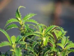 Stechpalme 'Heckenzwerg' ® -Angebote Wurzel Zeit Store stechpalme heckenzwerg m052654 w 5