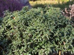 Stechpalme 'Heckenzwerg' ® -Angebote Wurzel Zeit Store stechpalme heckenzwerg m052654 w 6