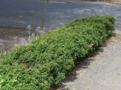 Stechpalme 'Heckenzwerg' ® -Angebote Wurzel Zeit Store stechpalme heckenzwerg m052654 w 7