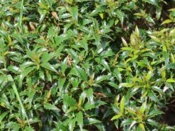 Stechpalme 'Heckenzwerg' ® -Angebote Wurzel Zeit Store stechpalme heckenzwerg m052654 w 8