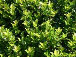 Stechpalme 'Blue Prince' ® -Angebote Wurzel Zeit Store stechpalme maennlich blue prince m002456 w 0