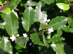 Stechpalme 'Blue Prince' ® -Angebote Wurzel Zeit Store stechpalme maennlich blue prince m002456 w 3