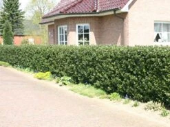 Stechpalme 'Blue Prince' ® -Angebote Wurzel Zeit Store stechpalme maennlich blue prince m002456 w 7