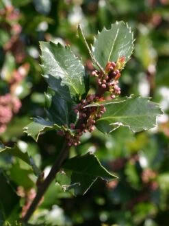 Stechpalme 'Blue Prince' ® -Angebote Wurzel Zeit Store stechpalme maennlich blue prince m002456 w 8