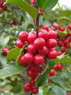 Stechpalme Weiblich 'Blue Princess' ® -Angebote Wurzel Zeit Store stechpalme weiblich blue princess m053065 w 2