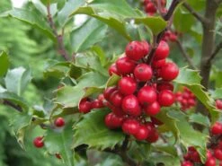 Stechpalme Weiblich 'Blue Princess' ® -Angebote Wurzel Zeit Store stechpalme weiblich blue princess m053065 w 3