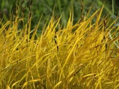 Steife Segge 'Aurea' -Angebote Wurzel Zeit Store steife segge aurea m058058 w 1