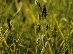 Steife Segge 'Aurea' -Angebote Wurzel Zeit Store steife segge aurea m058058 w 2