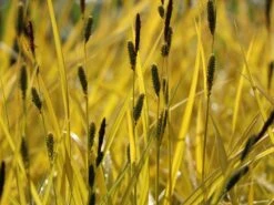 Steife Segge 'Aurea' -Angebote Wurzel Zeit Store steife segge aurea m058058 w 3