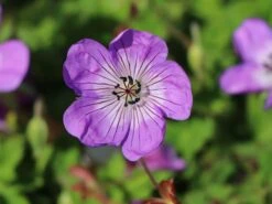 Storchschnabel 'Bloom Time' -Angebote Wurzel Zeit Store storchschnabel bloom time m109367 w 0