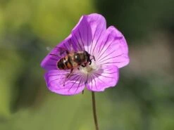 Storchschnabel 'Bloom Time' -Angebote Wurzel Zeit Store storchschnabel bloom time m109367 w 1