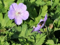 Storchschnabel 'Bloom Time' -Angebote Wurzel Zeit Store storchschnabel bloom time m109367 w 2