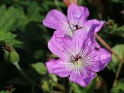 Storchschnabel 'Bloom Time' -Angebote Wurzel Zeit Store storchschnabel bloom time rozanne rosa m109367 w 1