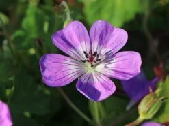 Storchschnabel 'Sylvia's Surprise' ®