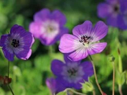 Storchschnabel 'Sylvia's Surprise' ® -Angebote Wurzel Zeit Store storchschnabel sylvias surprise m077068 w 0