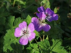 Storchschnabel 'Sylvia's Surprise' ® -Angebote Wurzel Zeit Store storchschnabel sylvias surprise m077068 w 1