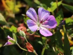 Storchschnabel 'Sylvia's Surprise' ® -Angebote Wurzel Zeit Store storchschnabel sylvias surprise m077068 w 2