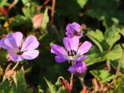 Storchschnabel 'Sylvia's Surprise' ® -Angebote Wurzel Zeit Store storchschnabel sylvias surprise m077068 w 3