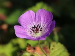 Storchschnabel 'Sylvia's Surprise' ® -Angebote Wurzel Zeit Store storchschnabel sylvias surprise m077068 w 5